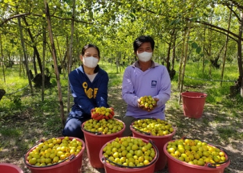 พุทรา 3 รส มีพ่อค้าคนกลางเข้ามารับซื้อถึงสวนพุทรา ที่อ.นาเยีย จ.อุบลราชธานี